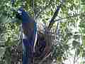 Scrub Jay arrives in nest stands watching (traffic noise) V18019 Cat.#V18019, 1920x1080 H.264/MPEG-4 AVC, 27 sec. at 30fps 
