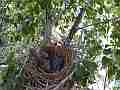 Scrub Jay chicks begging no adults visible V18023 Cat.#V18023, 1920x1080 H.264/MPEG-4 AVC, 8 sec. at 30fps 