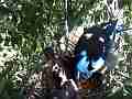 Scrub Jay female poking around in nest V18029 Cat.#V18029, 1920x1080 H.264/MPEG-4 AVC, 6 sec. at 30fps 