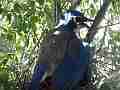 Scrub Jay female shading squirming chicks V18033 Cat.#V18033, 1920x1080 H.264/MPEG-4 AVC, 15 sec. at 30fps 