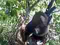 Scrub Jay female shades chicks stepping around big wind gust V18041 Cat.#V18041, 1920x1080 H.264/MPEG-4 AVC, 18 sec. at 30fps 