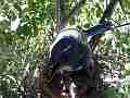 Scrub Jay female shades squirming chicks watching something V18044 Cat.#V18044, 1920x1080 H.264/MPEG-4 AVC, 21 sec. at 30fps 