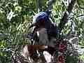 Scrub Jay female shades squirming chicks V18045 Cat.#V18045, 1920x1080 H.264/MPEG-4 AVC, 12 sec. at 30fps 