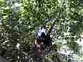 Scrub Jay female shades chicks wide view V18046 Cat.#V18046, 1920x1080 H.264/MPEG-4 AVC, 11 sec. at 30fps 