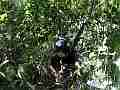 Scrub Jay female shades chicks wide view V18047 Cat.#V18047, 1920x1080 H.264/MPEG-4 AVC, 16 sec. at 30fps 