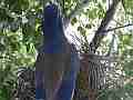 Scrub Jay female removes another dead leaf from nest V18057 Cat.#V18057, 1920x1080 H.264/MPEG-4 AVC, 18 sec. at 30fps 