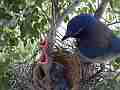 Scrub Jay female drops back onto nest begging chicks V18064 Cat.#V18064, 1920x1080 H.264/MPEG-4 AVC, 21 sec. at 30fps 