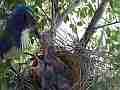 Scrub Jay female feeds chicks V18065 Cat.#V18065, 1920x1080 H.264/MPEG-4 AVC, 18 sec. at 30fps 