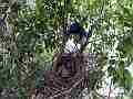 Scrub Jay male eats poop and leaves wide view V18069 Cat.#V18069, 1920x1080 H.264/MPEG-4 AVC, 24 sec. at 30fps 