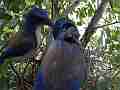 Scrub Jay pair feeding chicks view blocked both leave V18071 Cat.#V18071, 1920x1080 H.264/MPEG-4 AVC, 26 sec. at 30fps 