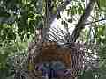 Scrub Jay long chicks resting bird arrives feeds V18072 Cat.#V18072, 1920x1080 H.264/MPEG-4 AVC, 41 sec. at 30fps 