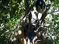 Scrub Jay female returns feeds moth to chicks V18083 Cat.#V18083, 1920x1080 H.264/MPEG-4 AVC, 24 sec. at 30fps 