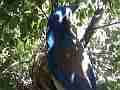 Scrub Jay female leaves after feeding chicks V18084 Cat.#V18084, 1920x1080 H.264/MPEG-4 AVC, 18 sec. at 30fps 