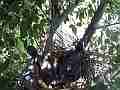 Scrub Jay female leaves nest V18095 Cat.#V18095, 1920x1080 H.264/MPEG-4 AVC, 11 sec. at 30fps 