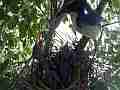 Scrub Jay female feeds chicks V18100 Cat.#V18100, 1920x1080 H.264/MPEG-4 AVC, 28 sec. at 30fps 