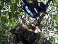 Scrub Jay bird eats poop and leaves V18115 Cat.#V18115, 1920x1080 H.264/MPEG-4 AVC, 15 sec. at 30fps 