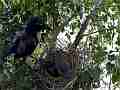 Scrub Jay female leaves nest with begging chicks V18120 Cat.#V18120, 1920x1080 H.264/MPEG-4 AVC, 27 sec. at 30fps 
