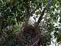 Scrub Jay sleeping chicks bird arrives feeds V18129 Cat.#V18129, 1920x1080 H.264/MPEG-4 AVC, 36 sec. at 30fps 