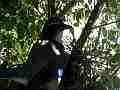 Scrub Jay male arrives all feed V18134 Cat.#V18134, 1920x1080 H.264/MPEG-4 AVC, 52 sec. at 30fps 