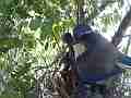 Scrub Jay chicks react as male approaches V18138 Cat.#V18138, 1920x1080 H.264/MPEG-4 AVC, 10 sec. at 30fps 