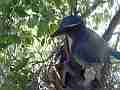 Scrub Jay male arrives all feed V18139 Cat.#V18139, 1920x1080 H.264/MPEG-4 AVC, 34 sec. at 30fps 