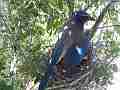 Scrub Jay female shading chicks V18141 Cat.#V18141, 1920x1080 H.264/MPEG-4 AVC, 10 sec. at 30fps 