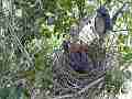 Scrub Jay stands on nest edge eats poop V18151 Cat.#V18151, 1920x1080 H.264/MPEG-4 AVC, 14 sec. at 30fps 