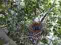 Scrub Jay chicks in nest V18154 Cat.#V18154, 1920x1080 H.264/MPEG-4 AVC, 4 sec. at 30fps 