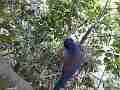 Scrub Jay returns to nest feeds chicks V18155 Cat.#V18155, 1920x1080 H.264/MPEG-4 AVC, 30 sec. at 30fps 