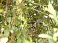 Scrub Jay female on nest head and back view (zoomed) V18159 Cat.#V18159, 1920x1080 H.264/MPEG-4 AVC, 11 sec. at 30fps 