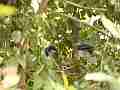 Scrub Jay all feeding male leaves (zoomed) V18161 Cat.#V18161, 1920x1080 H.264/MPEG-4 AVC, 34 sec. at 30fps 