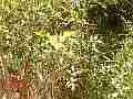 Scrub Jay female returns after tree tit invasion V18166 Cat.#V18166, 1920x1080 H.264/MPEG-4 AVC, 24 sec. at 30fps 