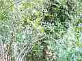 Scrub Jay flying away from nest (wide view) V18172 Cat.#V18172, 1920x1080 H.264/MPEG-4 AVC, 4 sec. at 30fps 