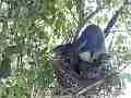 Scrub jay female grabs dead leaves and leaves Cat.#V18196, 1920x1080 H.264/MPEG-4 AVC/avc1(.MP4), 11 sec. at 29.971fps 