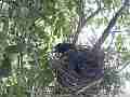 Scrub jay adult returns grabs dead leaf and leaves Cat.#V18198, 1920x1080 H.264/MPEG-4 AVC/avc1(.MP4), 15 sec. at 29.971fps 