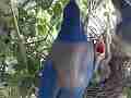 Scrub jay male arrives all feed male grabs poop leaves Cat.#V18208, 1920x1080 H.264/MPEG-4 AVC/avc1(.MP4), 28 sec. at 29.971fps 