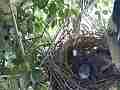 Scrub jay female standing on nest edge over chicks Cat.#V18209, 1920x1080 H.264/MPEG-4 AVC/avc1(.MP4), 22 sec. at 29.971fps 