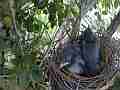 Scrub jay chicks preening Cat.#V18219, 1920x1080 H.264/MPEG-4 AVC/avc1(.MP4), 18 sec. at 29.971fps 