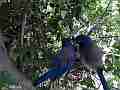 Scrub jay male arrives all feed both leave superview Cat.#V18230, 1920x1080 H.264/MPEG-4 AVC/avc1(.MP4), 34 sec. at 29.971fps 