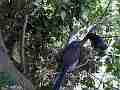 Scrub jay male arrives all feed male leaves superview Cat.#V18231, 1920x1080 H.264/MPEG-4 AVC/avc1(.MP4), 43 sec. at 29.971fps 