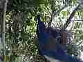 Scrub jay parent grabs poop leaves Cat.#V18242, 1920x1080 H.264/MPEG-4 AVC/avc1(.MP4), 11 sec. at 29.971fps 