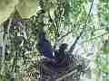Scrub Jay nest timelapse 30sec Hero3+ Black Cat.#V18257, 1920x1080 Motion JPEG/MJPG(.AVI), 18 sec. at 30fps 