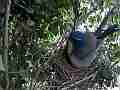 Scrub Jay female gets up and leaves Cat.#V18258, 1920x1080 H.264/MPEG-4 AVC/avc1(.MP4), 24 sec. at 29.971fps 