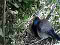 Scrub Jay male arrives all feed both leave Cat.#V18262, 1920x1080 H.264/MPEG-4 AVC/avc1(.MP4), 49 sec. at 29.971fps 