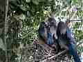 Scrub Jay female with chicks all active Cat.#V18266, 1920x1080 H.264/MPEG-4 AVC/avc1(.MP4), 28 sec. at 29.971fps 