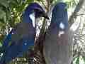 Scrub Jay long feeding poop both parents leave Cat.#V18273, 1920x1080 H.264/MPEG-4 AVC/avc1(.MP4), 49 sec. at 29.971fps 