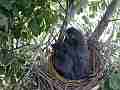 Scrub Jay parent arrives feeds leaves Cat.#V18276, 1920x1080 H.264/MPEG-4 AVC/avc1(.MP4), 30 sec. at 29.971fps 