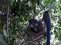 Scrub Jay parent eats poops leaves Cat.#V18282, 1920x1080 H.264/MPEG-4 AVC/avc1(.MP4), 25 sec. at 29.971fps 