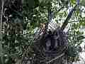 Scrub Jay chicks lookup at parent on camera shield Cat.#V18290, 1920x1080 H.264/MPEG-4 AVC/avc1(.MP4), 19 sec. at 29.971fps 