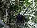 Scrub Jay long wait male arrives feeds inspects leaves Cat.#V18292, 1920x1080 H.264/MPEG-4 AVC/avc1(.MP4), 63 sec. at 29.971fps 